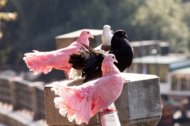 太阳队可能 太阳队可能