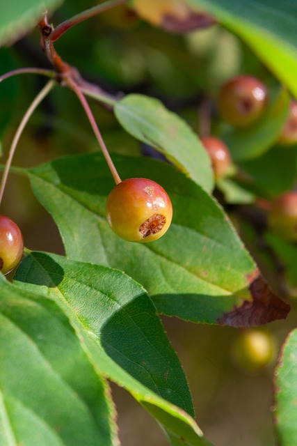 足球管理层 足球管理层